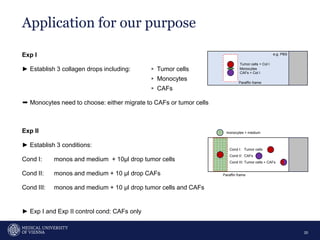 Exp I
► Establish 3 collagen drops including: ▹ Tumor cells
▹ Monocytes
▹ CAFs
➨ Monocytes need to choose: either migrate to CAFs or tumor cells
Exp II
► Establish 3 conditions:
Cond I: monos and medium + 10µl drop tumor cells
Cond II: monos and medium + 10 µl drop CAFs
Cond III: monos and medium + 10 µl drop tumor cells and CAFs
► Exp I and Exp II control cond: CAFs only
Application for our purpose
20
Tumor cells + Col I
Monocytes
CAFs + Col I
Cond I: Tumor cells
Cond II: CAFs
Cond III: Tumor cells + CAFs
monocytes + medium
Paraffin frame
e.g. PBS
Paraffin frame
 