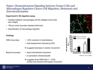 Paper: Chemoattractant Signaling between Tumor Cells and
Macrophages Regulates Cancer Cell Migration, Metastasis and
Neovascularization
21
Experiment II: 3D migration assay
▹ Interface between macrophages and the collagen tumor drop
was imaged
▹ 100 µm tumor boundary (dashed white line)
▹ Quantification of macrophage migration
Findings
Within boundary: ▹ ~40% reduction in total distance
▹ total displacement reduced by 50%
➨ suggests decrease in random movement
Beyond boundary: ▹ rapid chemokinetic movement
▹ no persistent, directional path
➨ suggests direct RAW 264.7 – CT26
contact may prevent chemotactic movement
(Green C. et. Al., 2009)
 