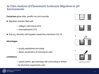 In Vitro Analysis of Chemotactic Leukocyte Migration in 3D
Environments
22
Comprises glass slide, paraffin mix and coverslip
► Migration chamber filled with
▹ collagen–cell mixture (2/3)
▹ chemoattractant (1/3)
► Exp e.g. Dendritic cell migration toward the chemokine CCL19
Advantages
▹ quickly established and cheap
▹ allows visualization of chemotactic cells
Limitations
▹ closed system, gas exchange with surrounding is limited
▹for short-term experiments only!
(Sixt M. et. al, 2011)
 