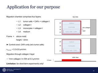thin collagen
I
layer
Application for our purpose
23
Migration chamber comprises four layers:
▹ L1: tumor cells + CAFs + collagen I
▹ L2: collagen I
▹ L3: monocytes + collagen I
▹ L4: medium
Frame = silicon mold
height: ~3mm
► Control cond: CAFs only (w/o tumor cells)
vmonos = 0.3-0.8 µm/min
Migration through collagen I layer
▹ 1mm collagen I in 55h at 0.3 µm/min
Limitation: for short-term experiments only!
tumor cells + CAFs
monocytes
medium
L1
L2
L3
L4
tumor cells + CAFs
monocytes
medium
L1
L2
L3
~3 mm
top view
side view
 