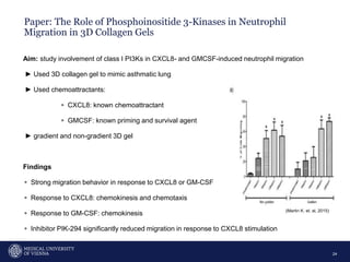 Paper: The Role of Phosphoinositide 3-Kinases in Neutrophil
Migration in 3D Collagen Gels
24
Aim: study involvement of class I PI3Ks in CXCL8- and GMCSF-induced neutrophil migration
► Used 3D collagen gel to mimic asthmatic lung
► Used chemoattractants:
▹ CXCL8: known chemoattractant
▹ GMCSF: known priming and survival agent
► gradient and non-gradient 3D gel
Findings
▹ Strong migration behavior in response to CXCL8 or GM-CSF
▹ Response to CXCL8: chemokinesis and chemotaxis
▹ Response to GM-CSF: chemokinesis
▹ Inhibitor PIK-294 significantly reduced migration in response to CXCL8 stimulation
(Martin K. et. al, 2015)
 
