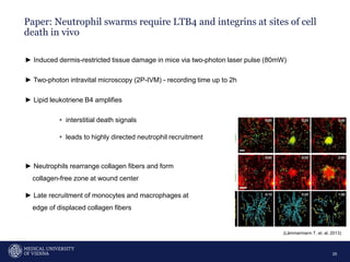 Paper: Neutrophil swarms require LTB4 and integrins at sites of cell
death in vivo
25
► Induced dermis-restricted tissue damage in mice via two-photon laser pulse (80mW)
► Two-photon intravital microscopy (2P-IVM) - recording time up to 2h
► Lipid leukotriene B4 amplifies
▹ interstitial death signals
▹ leads to highly directed neutrophil recruitment
► Neutrophils rearrange collagen fibers and form
collagen-free zone at wound center
► Late recruitment of monocytes and macrophages at
edge of displaced collagen fibers
(Lämmermann T. et. al, 2013)
 