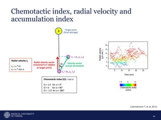 Chemotactic index, radial velocity and
accumulation index
26
(Lämmermann T. et. al, 2013)
 