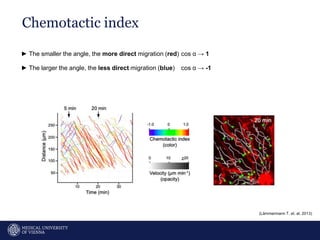 Chemotactic index
27
► The smaller the angle, the more direct migration (red) cos ɑ → 1
► The larger the angle, the less direct migration (blue) cos ɑ → -1
(Lämmermann T. et. al, 2013)
 