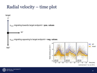 Radial velocity – time plot
28
vtrack migrating towards target endpoint = pos. values
vtrack migrating opposing to target endpoint = neg. values
0°
90°
180°
(Lämmermann T. et. al, 2013)
target
 