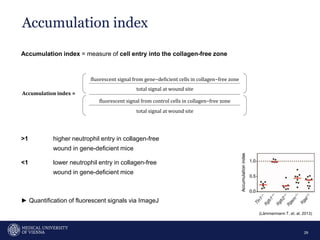 Accumulation index
29
Accumulation index = measure of cell entry into the collagen-free zone
>1 higher neutrophil entry in collagen-free
wound in gene-deficient mice
<1 lower neutrophil entry in collagen-free
wound in gene-deficient mice
► Quantification of fluorescent signals via ImageJ
fluorescent signal from gene−deficient cells in collagen−free zone
total signal at wound site
Accumulation index =
fluorescent signal from control cells in collagen−free zone
total signal at wound site
(Lämmermann T. et. al, 2013)
 