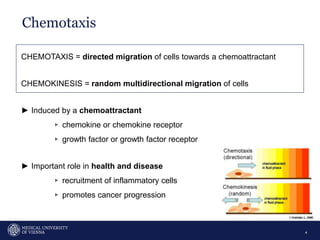 Chemotaxis
4
CHEMOTAXIS = directed migration of cells towards a chemoattractant
CHEMOKINESIS = random multidirectional migration of cells
► Induced by a chemoattractant
▹ chemokine or chemokine receptor
▹ growth factor or growth factor receptor
► Important role in health and disease
▹ recruitment of inflammatory cells
▹ promotes cancer progression
 