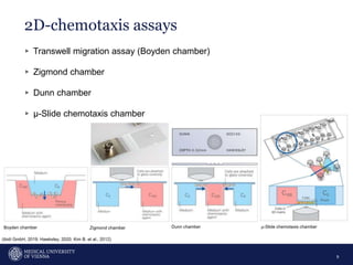 2D-chemotaxis assays
9
▹ Transwell migration assay (Boyden chamber)
▹ Zigmond chamber
▹ Dunn chamber
▹ µ-Slide chemotaxis chamber
Boyden chamber Zigmond chamber Dunn chamber µ-Slide chemotaxis chamber
(ibidi GmbH, 2019; Hawksley, 2020; Kim B. et al., 2012)
 