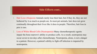 Chemotheraphy in Animal's | PPTX