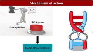 Mechanism of action
DNA gyrase
R.I.P
Fluoroquinolone
Blocks DNA Synthesis
 
