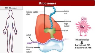 Ribosomes
70S ribosomes
Larger unit 50S
Smaller unit 30S
80S Ribosomes
 