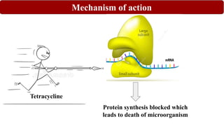 Mechanism of action
Tetracycline
Protein synthesis blocked which
leads to death of microorganism
 