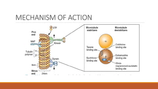 MECHANISM OF ACTION
 
