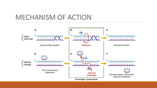 MECHANISM OF ACTION
 