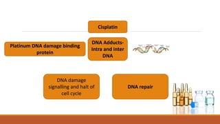 Cisplatin
DNA Adducts-
Intra and inter
DNA
Platinum DNA damage binding
protein
DNA damage
signalling and halt of
cell cycle
DNA repair
 