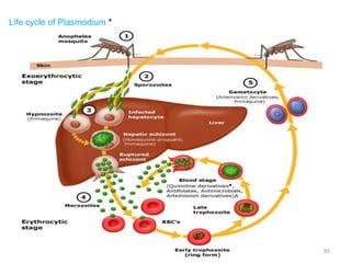 Life cycle of Plasmodium *
85
 