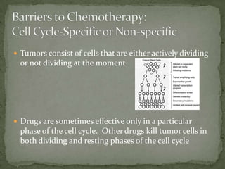 Tumors consist of cells that are either actively dividing
  or not dividing at the moment




 Drugs are sometimes effective only in a particular
  phase of the cell cycle. Other drugs kill tumor cells in
  both dividing and resting phases of the cell cycle
 