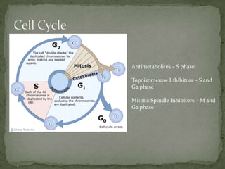 Antimetabolites – S phase

Topoisomerase Inhibitors – S and
G2 phase

Mitotic Spindle Inhibitors – M and
G2 phase
 