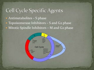  Antimetabolites – S phase
 Topoisomerase Inhibitors – S and G2 phase
 Mitotic Spindle Inhibitors – M and G2 phase
 