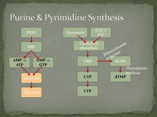 CO2 +
         PRPP            Glutamine
                                        ATP

                               Carbamoyl
         IMP                   phosphate


AMP ->          GMP ->           UMP           dUMP
 ATP             GTP
                                                   Thymidylate
                                                   synthase
    Xanthine                     UTP           dTMP



    Uric acid                    CTP
 