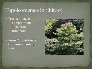  Topoisomerase I
   Camptothecin
   Topotecan
   Irinotecan


 From Camptotheca
 Chinese ornamental
 tree
 