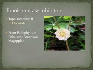  Topoisomerase II
   Etoposide


 From Podophyllum
 Peltatum (American
 Mayapple)
 