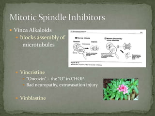  Vinca Alkaloids
   blocks assembly of
     microtubules



   Vincristine
      “Oncovin” – the “O” in CHOP
      Bad neuropathy, extravasation injury


   Vinblastine
 