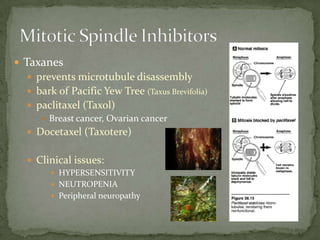  Taxanes
   prevents microtubule disassembly
   bark of Pacific Yew Tree (Taxus Brevifolia)
   paclitaxel (Taxol)
      Breast cancer, Ovarian cancer
   Docetaxel (Taxotere)


   Clinical issues:
        HYPERSENSITIVITY
        NEUTROPENIA
        Peripheral neuropathy
 