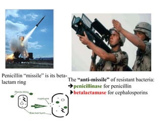 The “anti-missile” of resistant bacteria:
penicillinase for penicillin
betalactamase for cephalosporins
Penicillin “missile” is its beta-
lactam ring
 