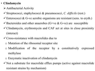 • Clindamycin
Antibacterial Activity
Streptococci, staphylococci & pneumococci, C. difficile (rest.)
Enterococci & G-ve aerobic organisms are resistant (sens. to eryth.)
Bacteroides and other anaerobes (G+ve & G-ve) are susceptible
Clindamycin, erythromycin and CAF act at sites in close proximity
(interact)
Cross-resistance with macrolides due to
o Mutation of the ribosomal receptor site
o Modification of the receptor by a constitutively expressed
methylase
o Enzymatic inactivation of clindamycin
Not a substrate for macrolide efflux pumps (active against macrolide
resistant strains by mechanism)
 