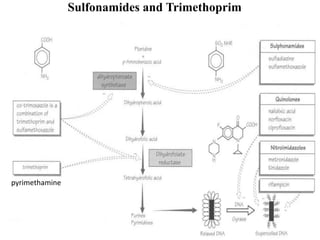 Sulfonamides and Trimethoprim
pyrimethamine
 