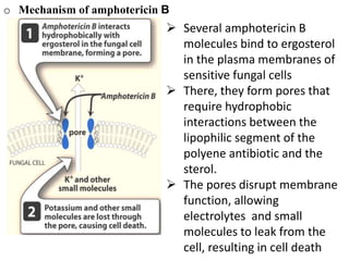o Mechanism of amphotericin B
 Several amphotericin B
molecules bind to ergosterol
in the plasma membranes of
sensitive fungal cells
 There, they form pores that
require hydrophobic
interactions between the
lipophilic segment of the
polyene antibiotic and the
sterol.
 The pores disrupt membrane
function, allowing
electrolytes and small
molecules to leak from the
cell, resulting in cell death
 