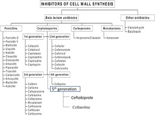Penicillin G
Penicillin V
M ethicillin
O xacillin
Nafcillin
Cloxacillin
Dicloxacillin
Am picillin
Piperacillin
Ticarcillin
Carbenicillin
Am oxycillin
M ezlocillin
Azlocillin
Penicillins
Cefazolin
Cefadroxil
Cephalexin
Cephalothin
Cephradine
Cephapirin
1st generation
Cefaclor
Cefam andole
Cefonicid
Cefam etazole
Cefotetan
Cefoxitin
Cefuroxim e
2nd generation
Cefdinir
Cefixim e
Cefoperazone
Cefotaxim e
Ceftazidim e
M oxalactam
Ceftriaxone
Ceftibuten
Ceftizoxim e
3rd generation
Cefepim e
4th generation
Cephalosporins
Im ipenam s/Cilastatin
Carbepenams
Aztreonam
M onobactams
Beta lactam antibiotcs
Vancom ycin
Bacitracin
O ther antibiotics
INHIBITORS OF CELL W ALL SYNTHESIS
5th generation
Ceftaroline
Ceftobiprole
 