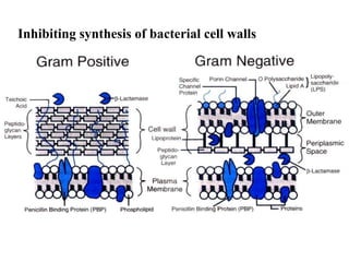 Inhibiting synthesis of bacterial cell walls
 