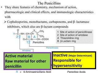 The Penicillins
• They share features of chemistry, mechanism of action,
pharmacologic and clinical effects, and immunologic characteristics
with
 Cephalosporins, monobactams, carbapenems, and β–lactamase
inhibitors, which also are β-lactam compounds
Inactive (Major Determinant)
Responsible for
hypersensitivity
Active material
Raw material for other
penicillin
 
