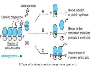 Effects of aminoglycosides on protein synthesis
 