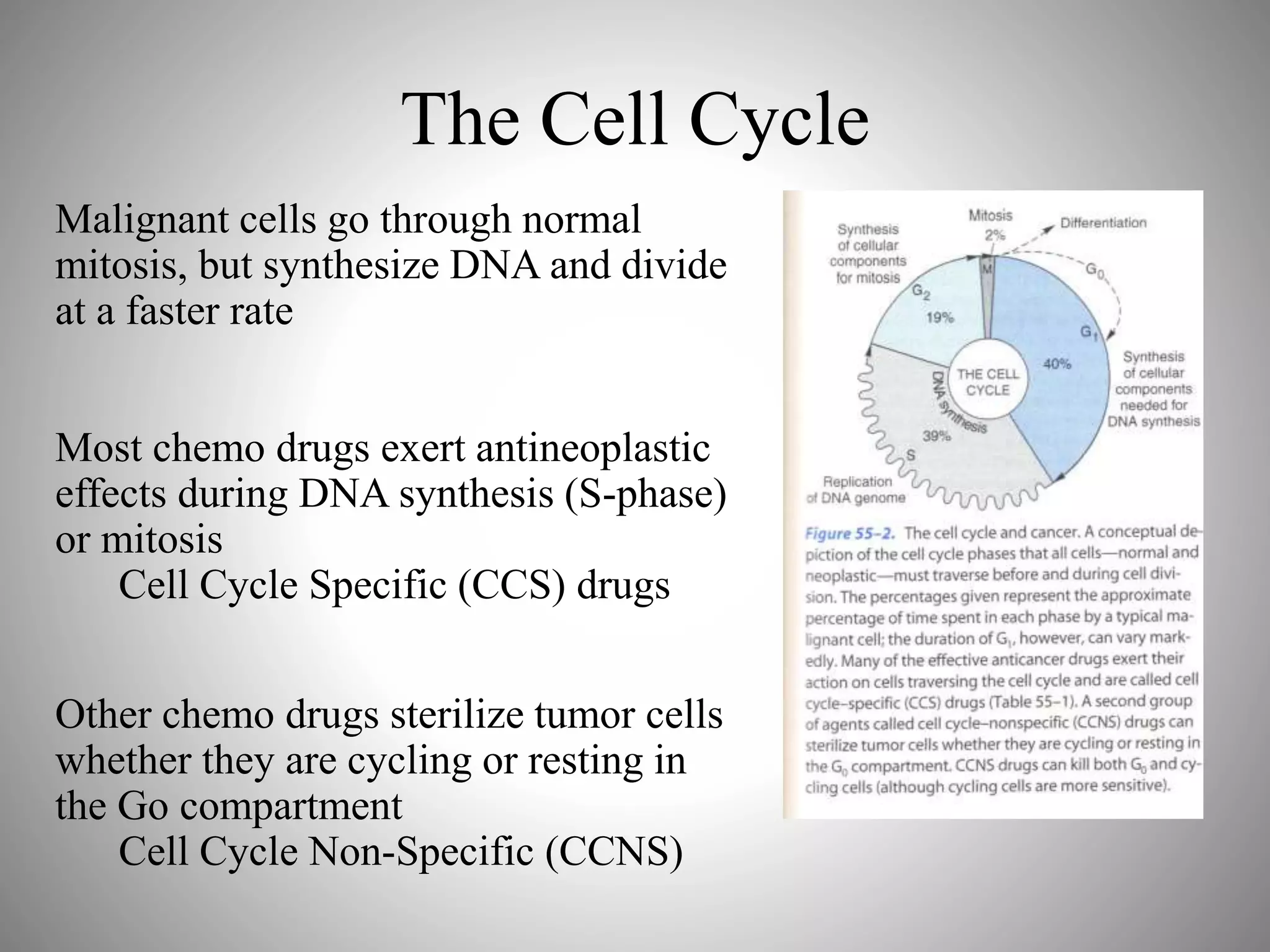Malignant Tumors Are Sometimes Treated With Drugs That Halt Mitosis