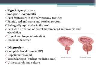 • Sign & Symptoms :-
 low-grade fever &chills
 Pain & pressure in the pelvic area & testicles
 Painful, red and warm and swollen scrotum
 Enlarged lymph nodes in the groin
 Pain with urination or bowel movements & intercourse and
ejaculation
 Urgent and frequent urination
 Blood in the semen
• Diagnosis:-
 Complete blood count (CBC)
 Doppler ultrasound.
 Testicular scan (nuclear medicine scan)
 Urine analysis and culture
 