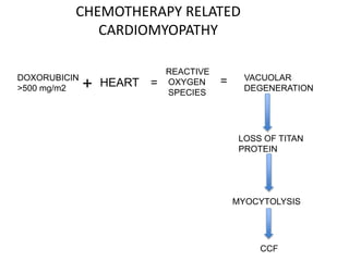 CHEMOTHERAPY RELATED
CARDIOMYOPATHY
DOXORUBICIN
>500 mg/m2 + HEART =
REACTIVE
OXYGEN
SPECIES
= VACUOLAR
DEGENERATION
LOSS OF TITAN
PROTEIN
MYOCYTOLYSIS
CCF
 