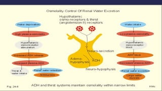 CHEM PATH 14; WATER AND SODIUM HOMEOSTASIS 400 level.pptx