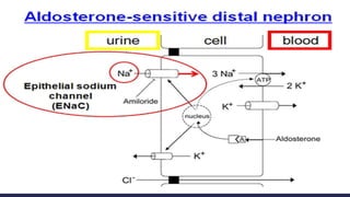 CHEM PATH 14; WATER AND SODIUM HOMEOSTASIS 400 level.pptx