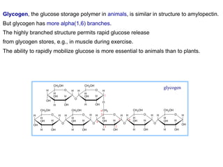 Glycogen, the glucose storage polymer in animals, is similar in structure to amylopectin.
But glycogen has more alpha(1,6) branches.
The highly branched structure permits rapid glucose release
from glycogen stores, e.g., in muscle during exercise.
The ability to rapidly mobilize glucose is more essential to animals than to plants.
H O
OH
H
OHH
OH
CH2OH
H
O H
H
OHH
OH
CH2OH
H
O
HH H O
O
H
OHH
OH
CH2
H
H H O
H
OHH
OH
CH2OH
H
OH
HH O
O
H
OHH
OH
CH2OH
H
O
H
O
1 4
6
H O
H
OHH
OH
CH2OH
H
H H O
H
OHH
OH
CH2OH
H
H
O
1
OH
3
4
5
2
glycogen
 