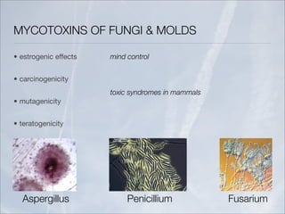 MYCOTOXINS OF FUNGI & MOLDS

• estrogenic effects   mind control


• carcinogenicity
                       toxic syndromes in mammals
• mutagenicity


• teratogenicity




  Aspergillus               Penicillium             Fusarium
 