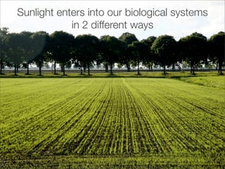 Sunlight enters into our biological systems
            in 2 different ways
 