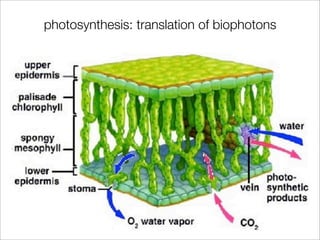 photosynthesis: translation of biophotons
 