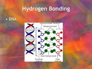 Hydrogen Bonding DNA 