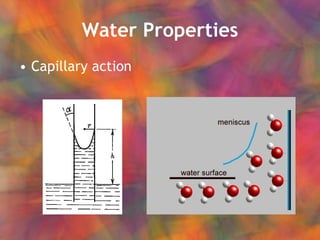 Water Properties Capillary action 