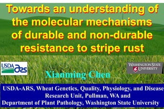 Towards an understanding of
  the molecular mechanisms
  of durable and non-durable
    resistance to stripe rust

               Xianming Chen
USDA-ARS, Wheat Genetics, Quality, Physiology, and Disease
               Research Unit, Pullman, WA and
Department of Plant Pathology, Washington State University
 