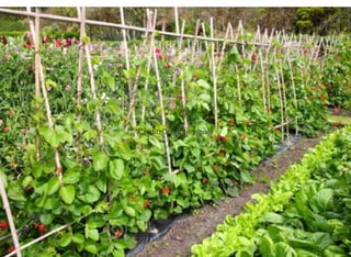 Credit: Dreamtime.com
 