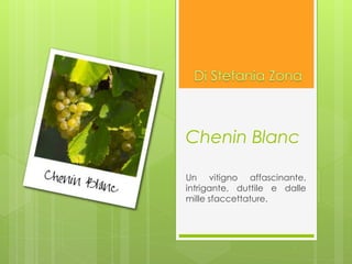 Chenin Blanc
Un vitigno affascinante,
intrigante, duttile e dalle
mille sfaccettature.
 